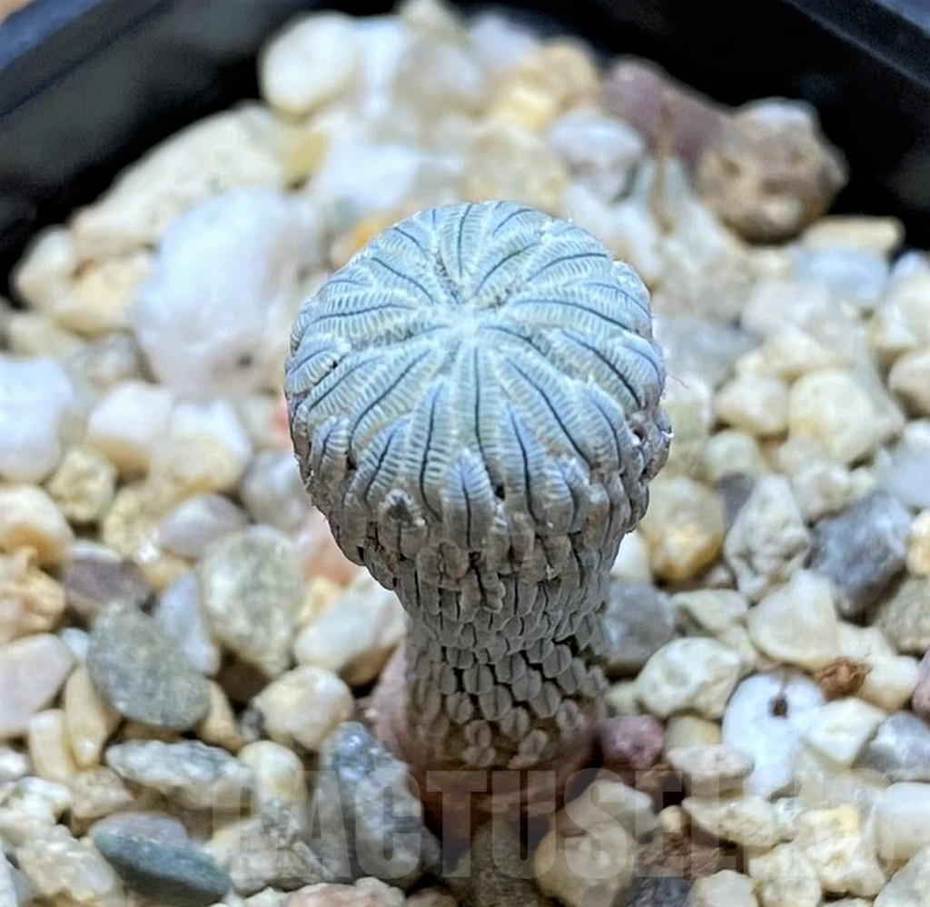 SHPR38659 Pelecyphora aselliformis LH1024