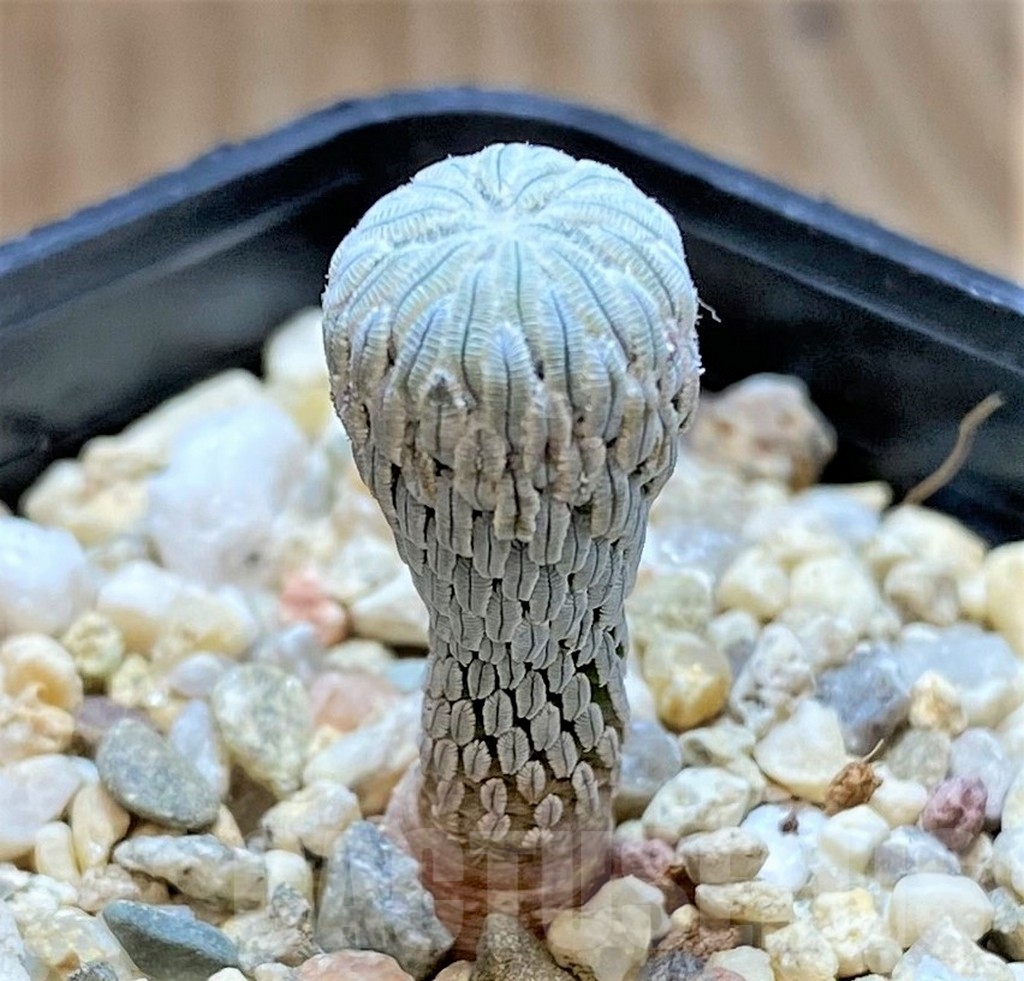 SHPR38659 Pelecyphora aselliformis LH1024 - Image 2