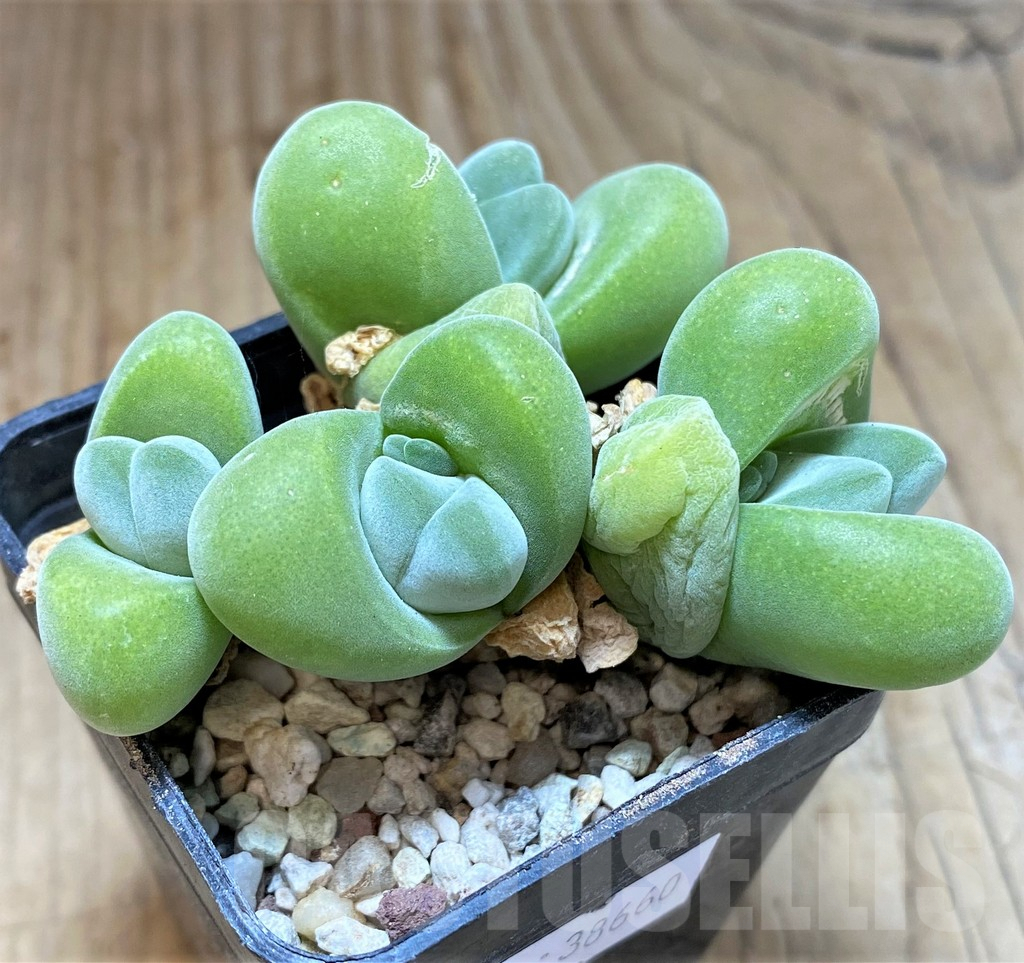 SHPR38660 Vanheerdea divergens - Imagen 2