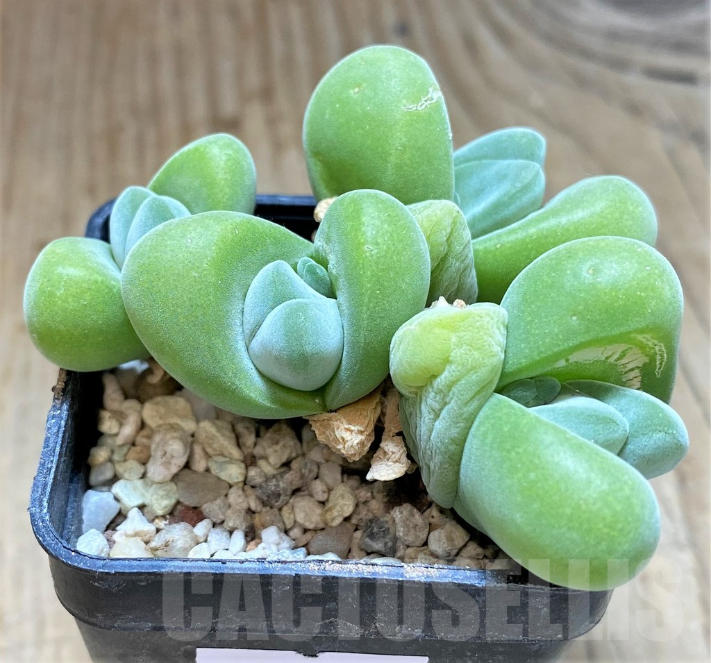 SHPR38660 Vanheerdea divergens