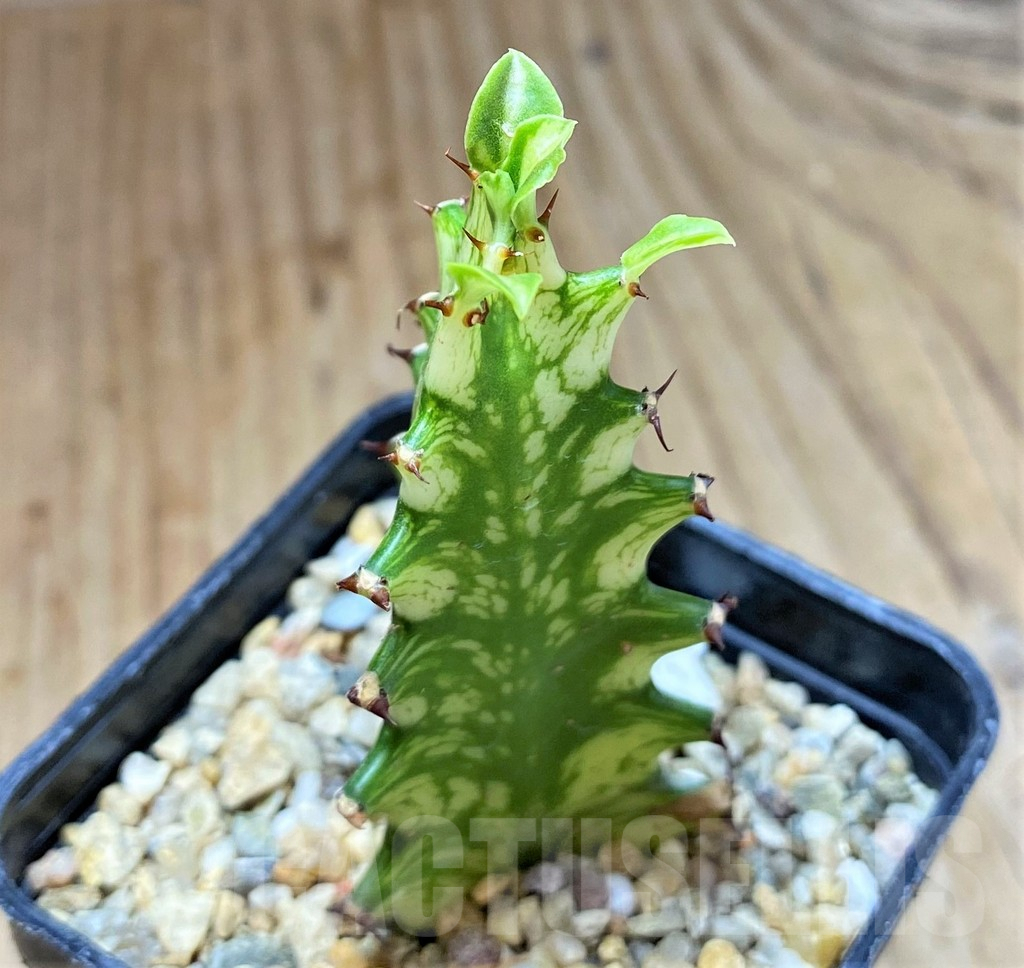 SHPR38661 Euphorbia trigona f. variegata - Image 2