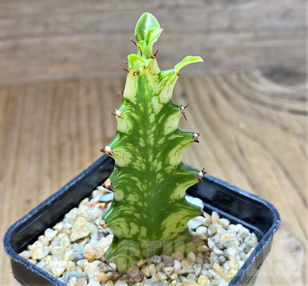 SHPR38661 Euphorbia trigona f. variegata