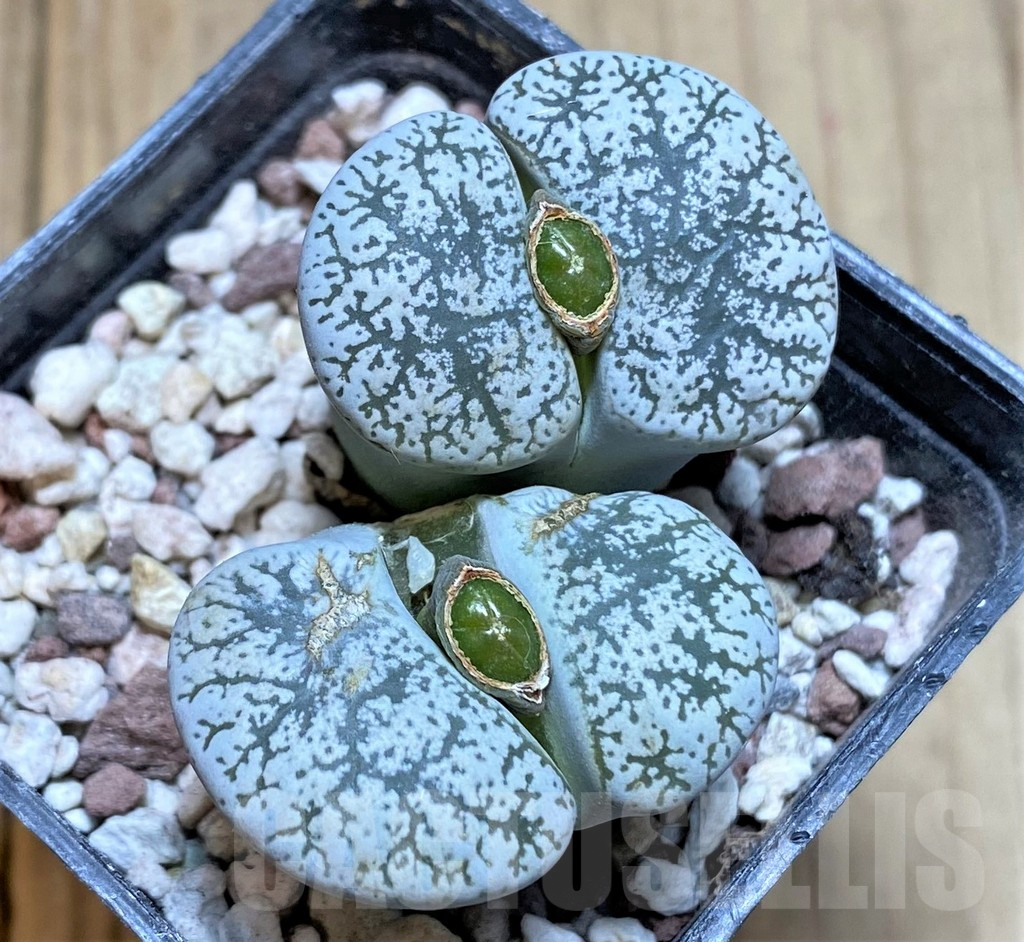 SHPR38663 Lithops lesliei v. venteri