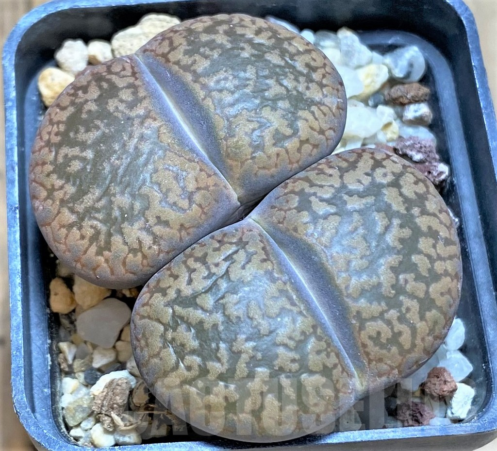 SHPR38664 Lithops aucampiae 'Storms' Snowcap'
