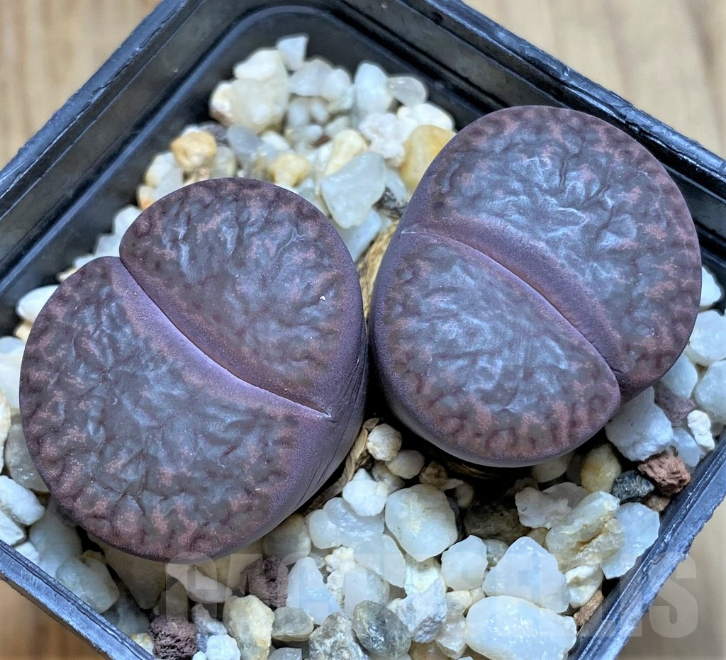 SHPR38665 Lithops bromfieldii 'Rubroroseus' C393A