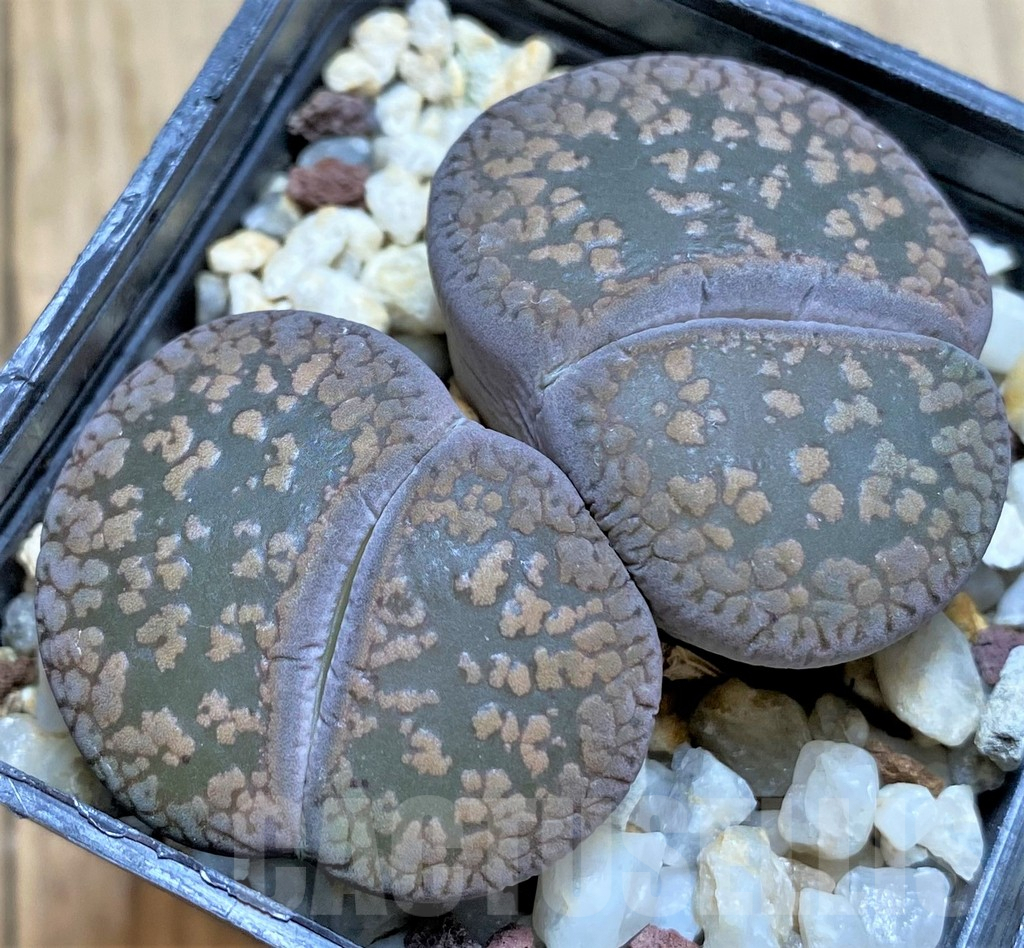 SHPR38667 Lithops aucampiae
