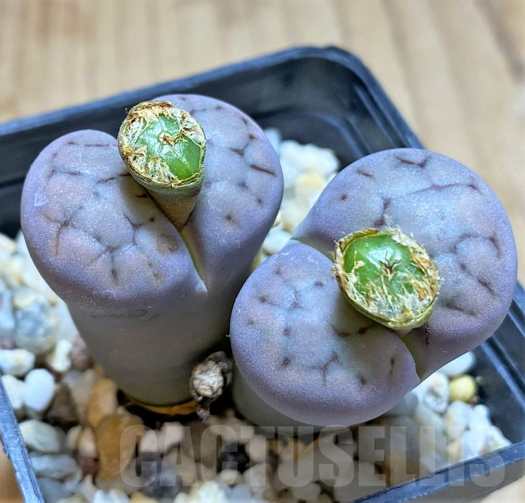 SHPR38668 Lithops schwantesii v. rugosa