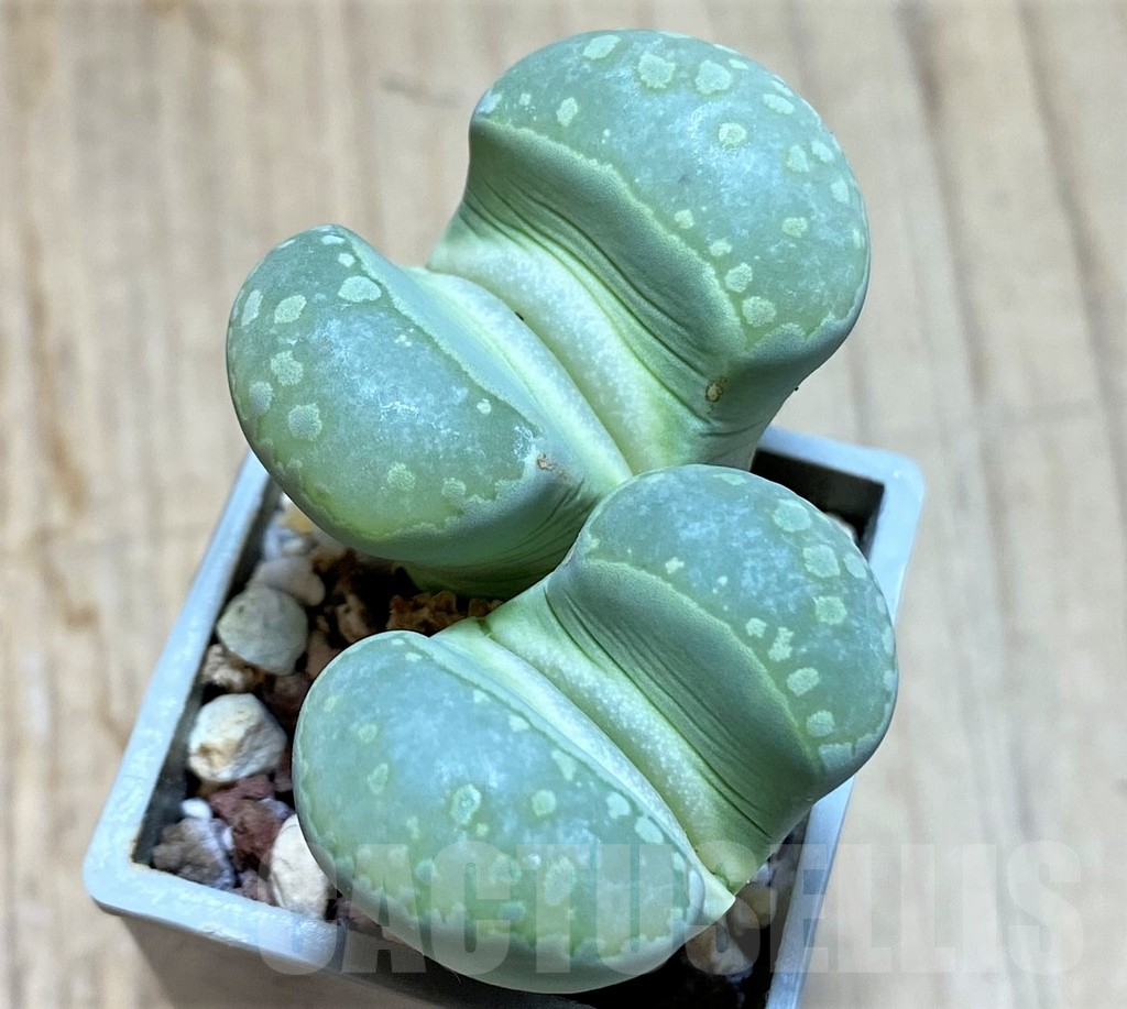 SHPR38670 Lithops otzeniana