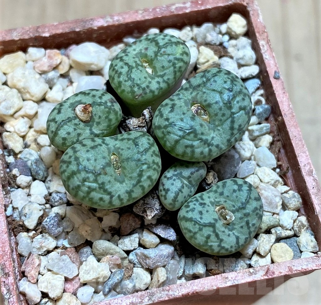SHPR38674 Conophytum obcordellum