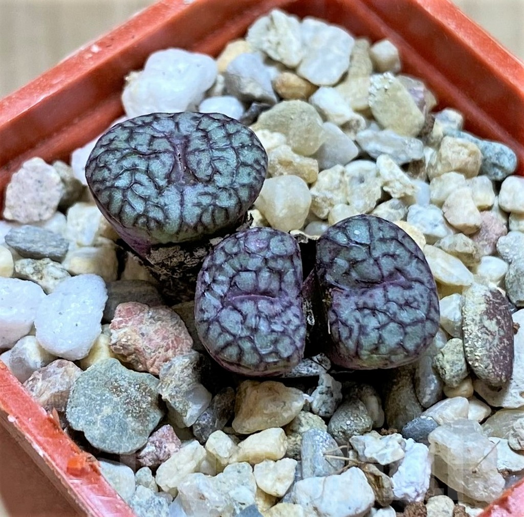 SHPR38675 Conophytum obcordellum