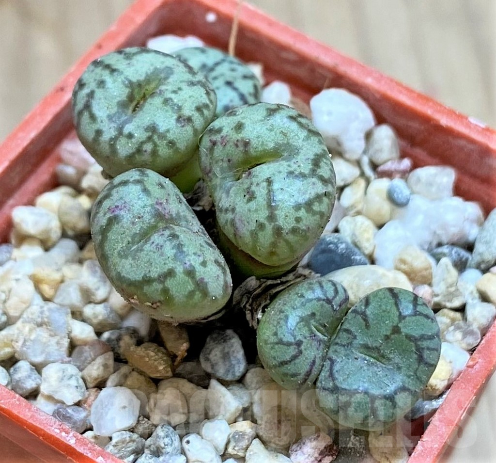 SHPR38676 Conophytum obcordellum