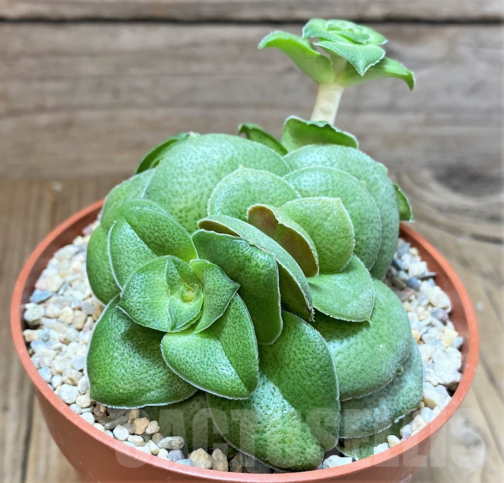 SHPR38680 Crassula hemisphaerica - Image 2