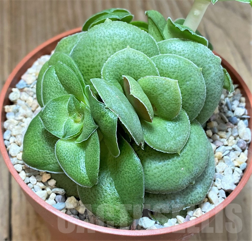 SHPR38680 Crassula hemisphaerica