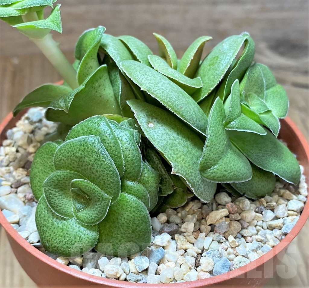 SHPR38680 Crassula hemisphaerica - Image 3