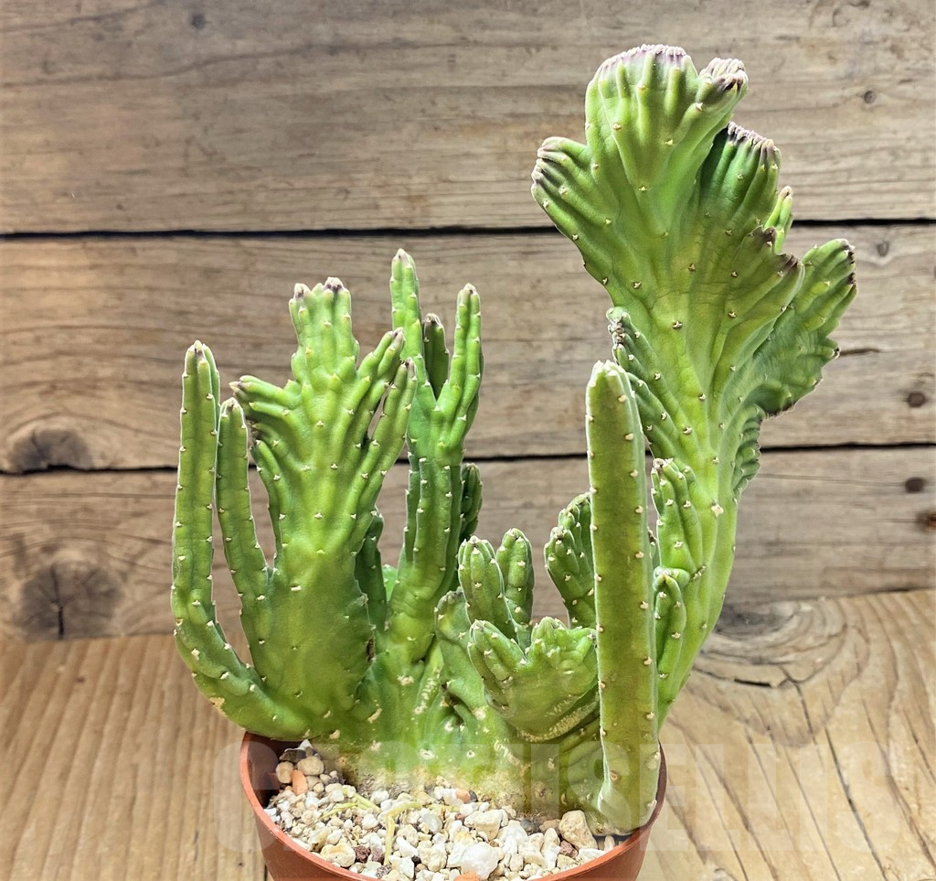 SHPR38681 Stapelia f. cristata - Image 2