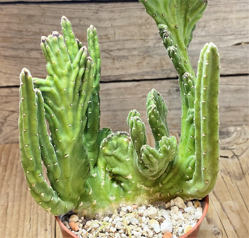 SHPR38681 Stapelia f. cristata