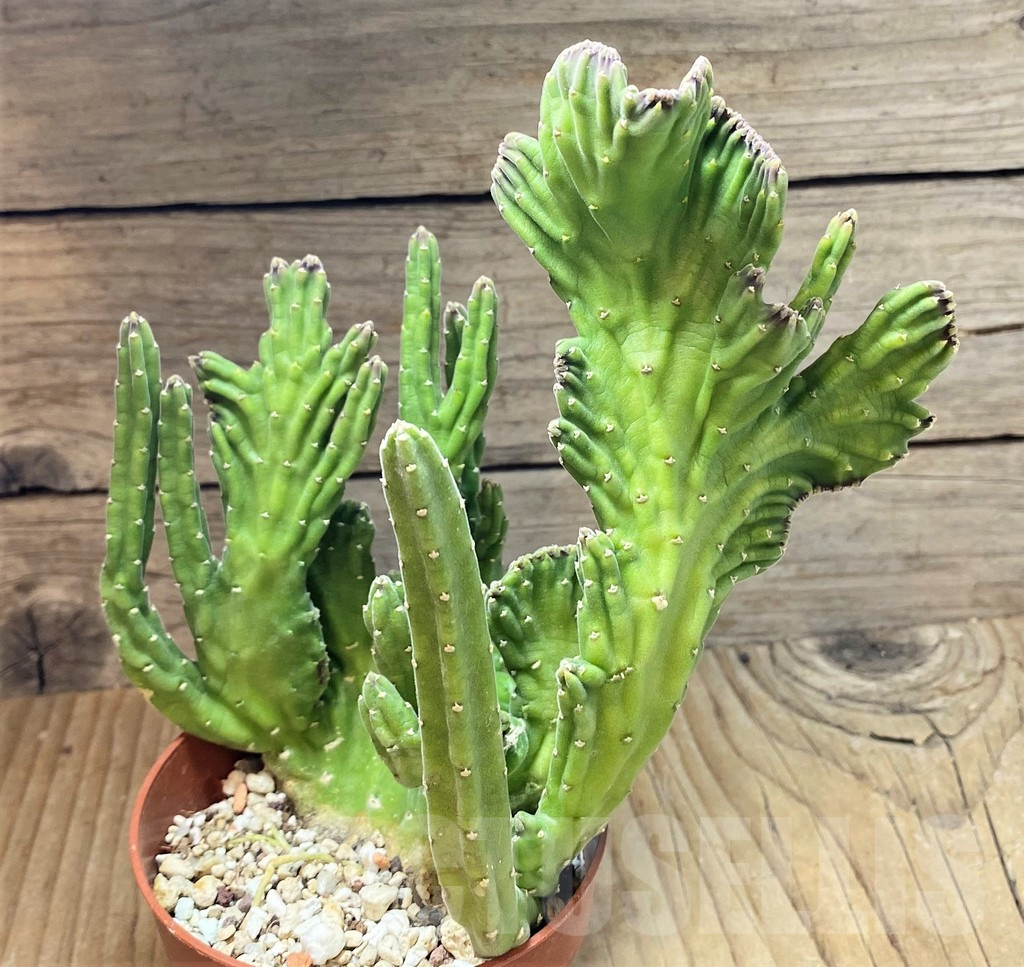 SHPR38681 Stapelia f. cristata - Image 3