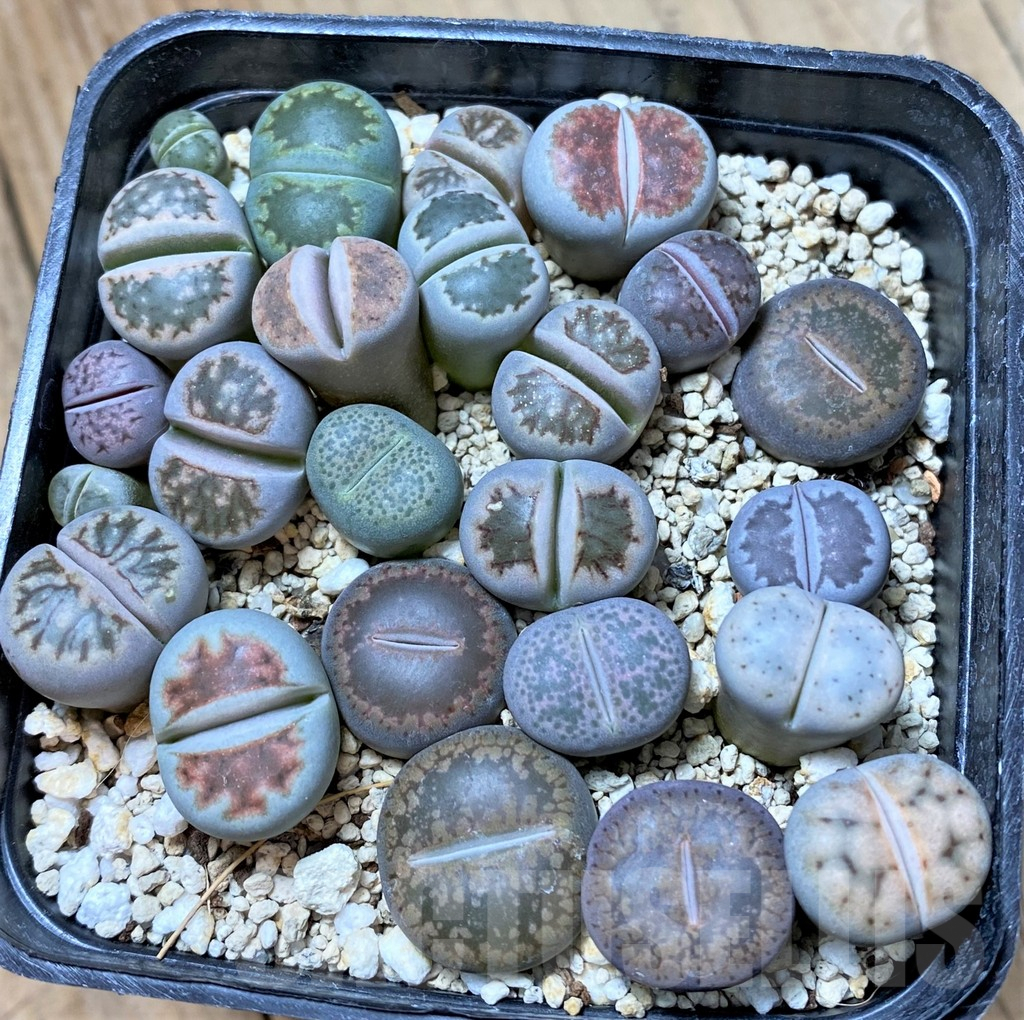 SHPR38682 Lithops mix