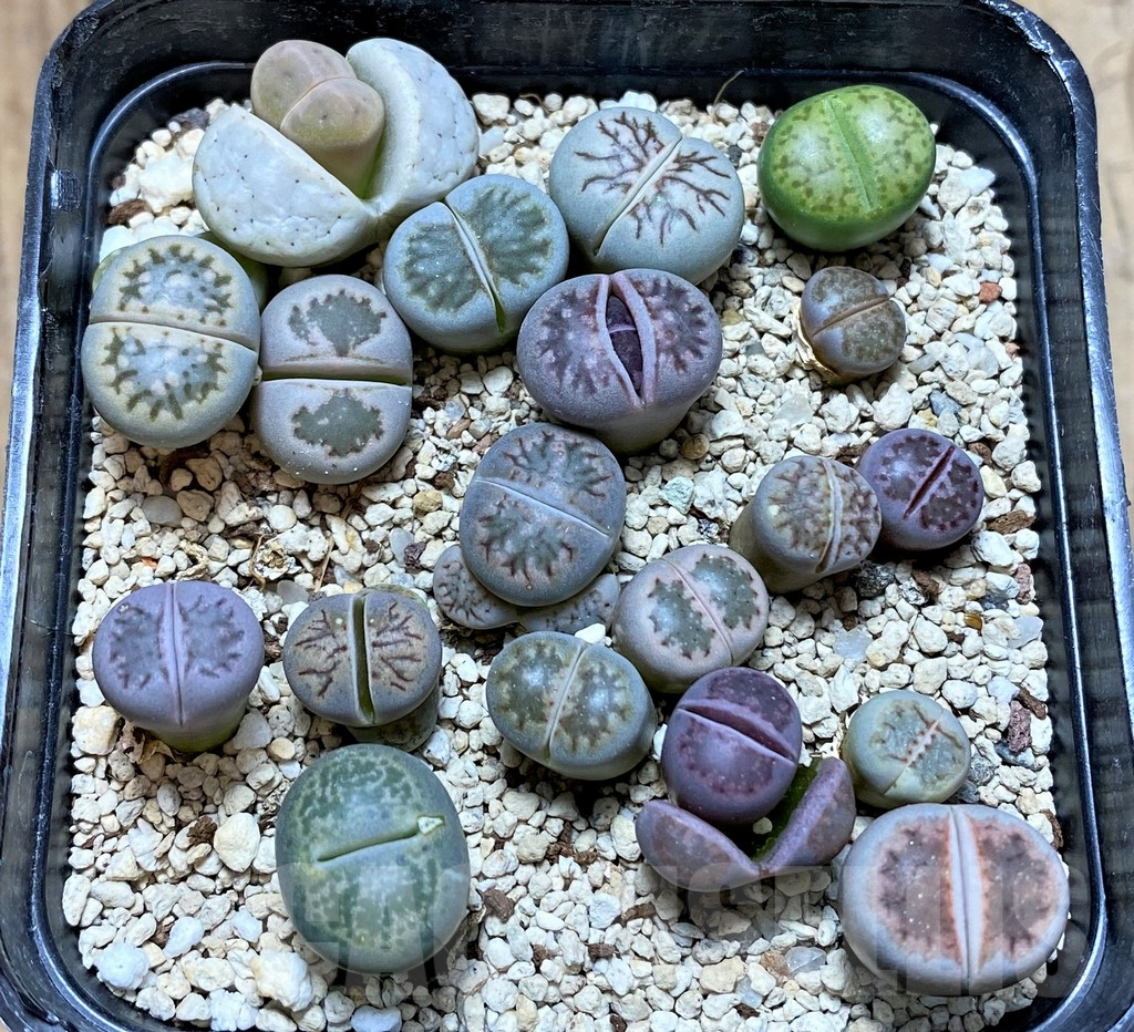 SHPR38683 Lithops mix