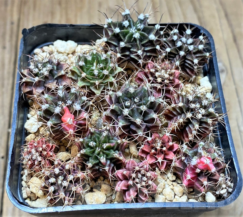 SHPR38684 Gymnocalycium mihanovichii f. variegata, seedling mix