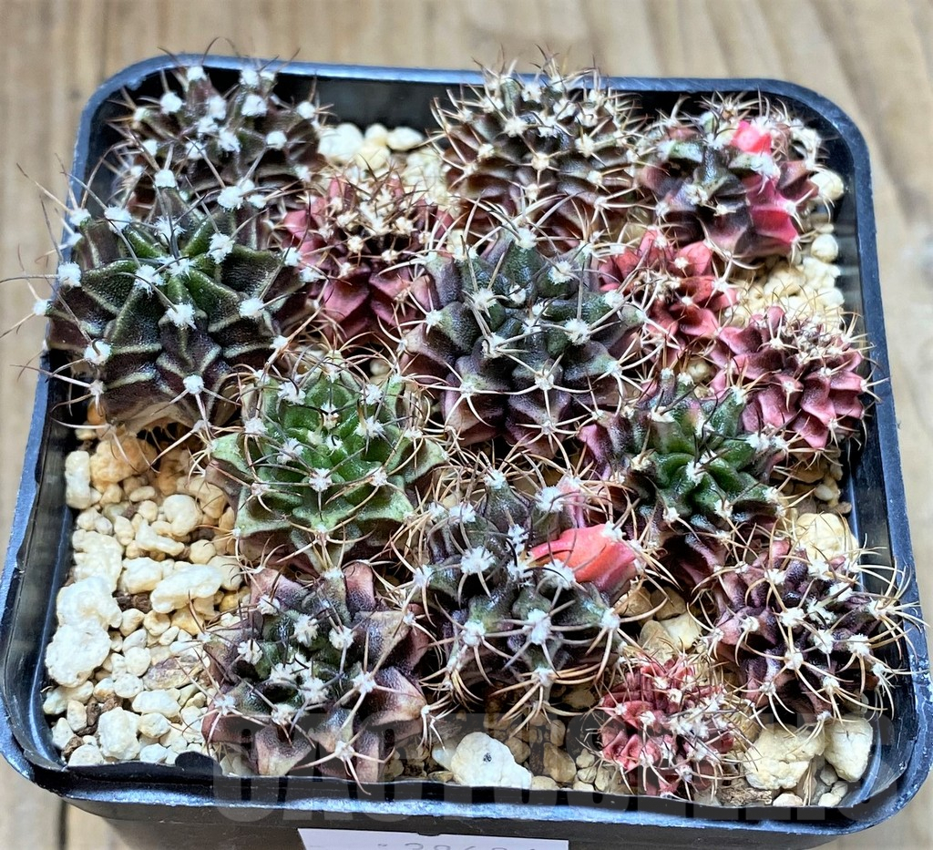 SHPR38684 Gymnocalycium mihanovichii f. variegata, seedling mix - Obrázek 2