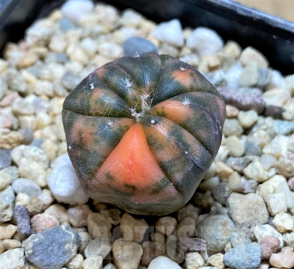 SHPR38685 Astrophytum asterias ‘Red Purple Skin’ f. variegata