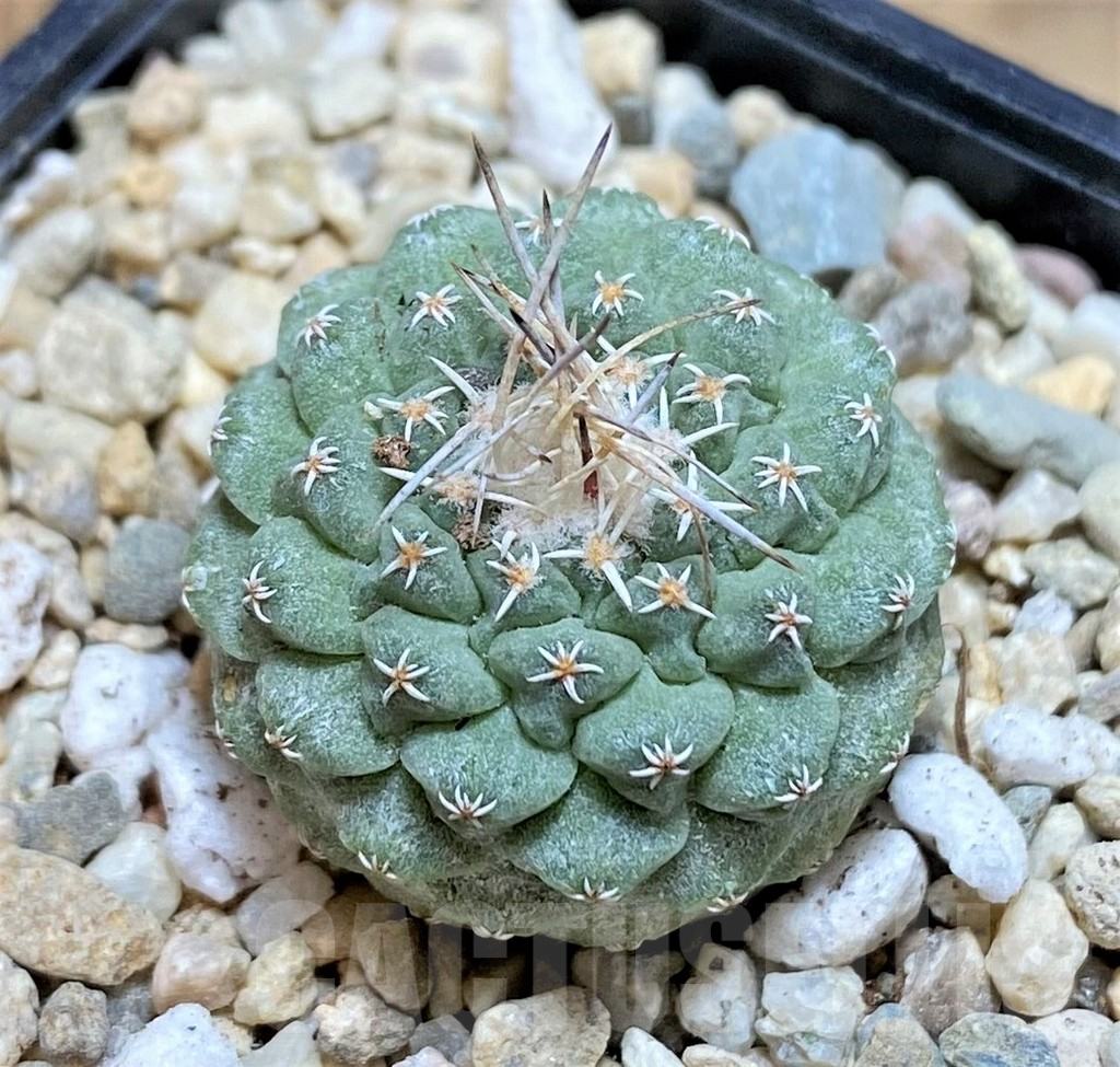 SHPR39104 Strombocactus disciformis