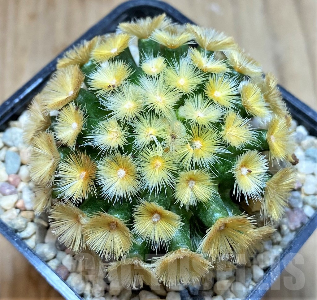 SHPR39105 Mammillaria carmenae “Buddha” yellow - immagine 2