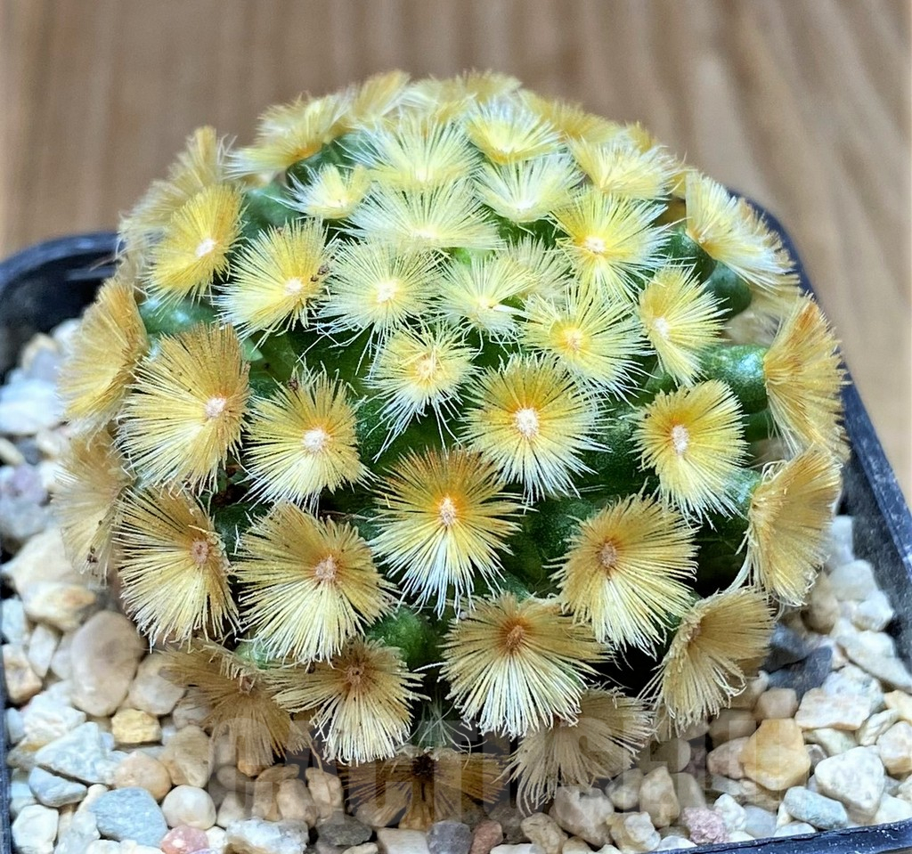SHPR39105 Mammillaria carmenae “Buddha” yellow