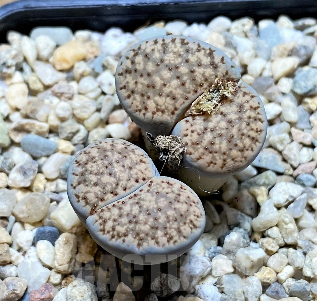 Lithops Verruculosa Cv 'Rose Del Texas' Altra Rara Cultivar Con Il - Foto 9