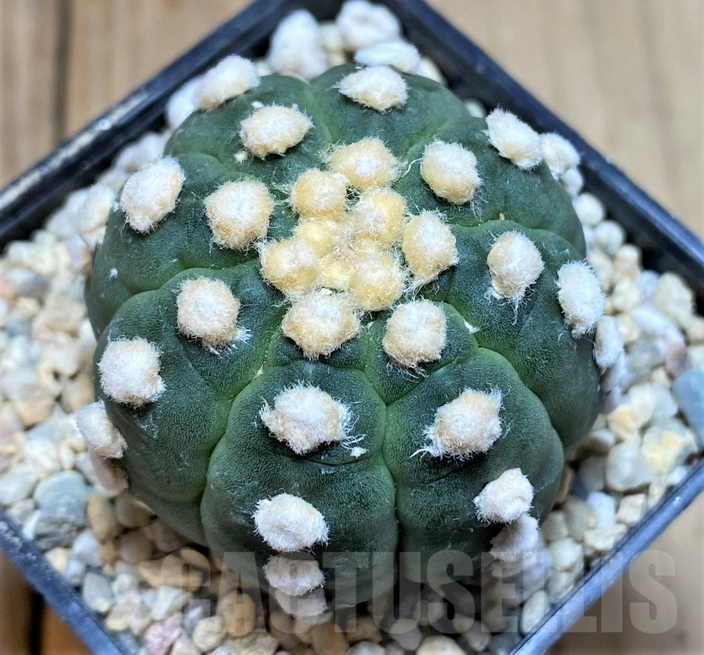 SHPR39106 Astrophytum asterias 'Ooibo' x 'Kikko'