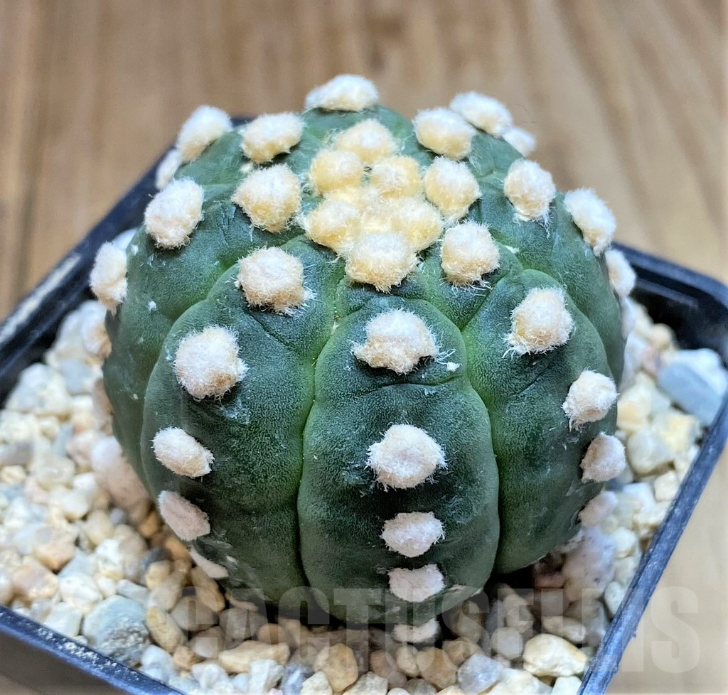 SHPR39106 Astrophytum asterias 'Ooibo' x 'Kikko' - Image 2
