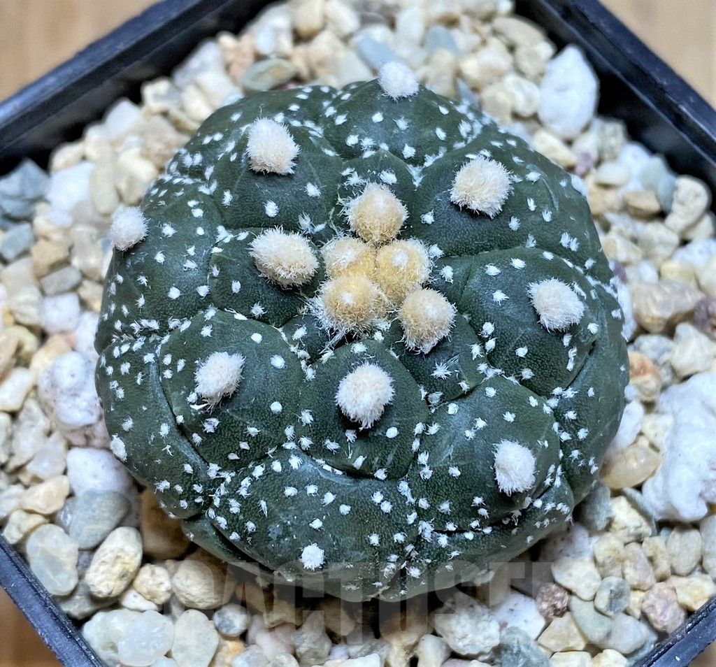 SHPR39107 Astrophytum asterias 'Kikko'