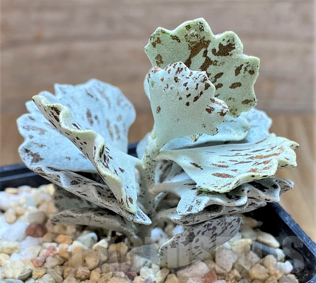 SHPR39101 Kalanchoe rhombopilosa - Image 2