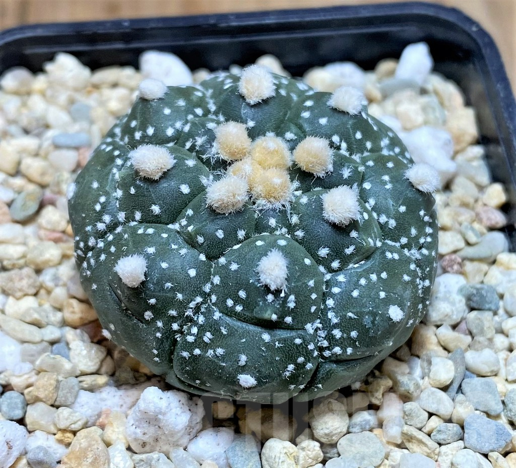 SHPR39107 Astrophytum asterias 'Kikko' - Image 2