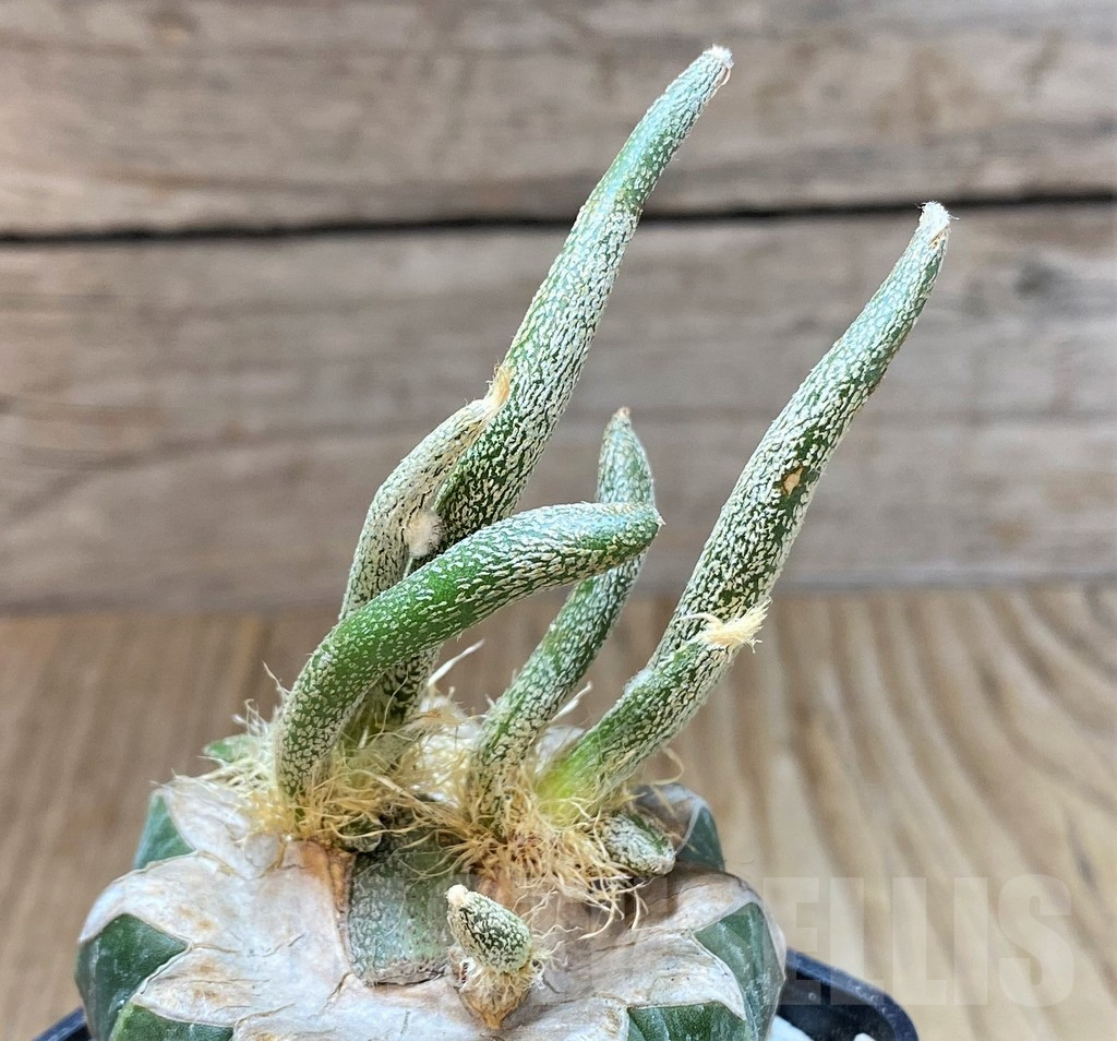 SHPR39108 Astrophytum caput-medusae, grafted