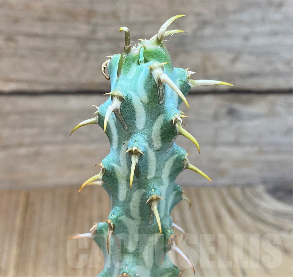 SHPR39109 Euphorbia erigavensis