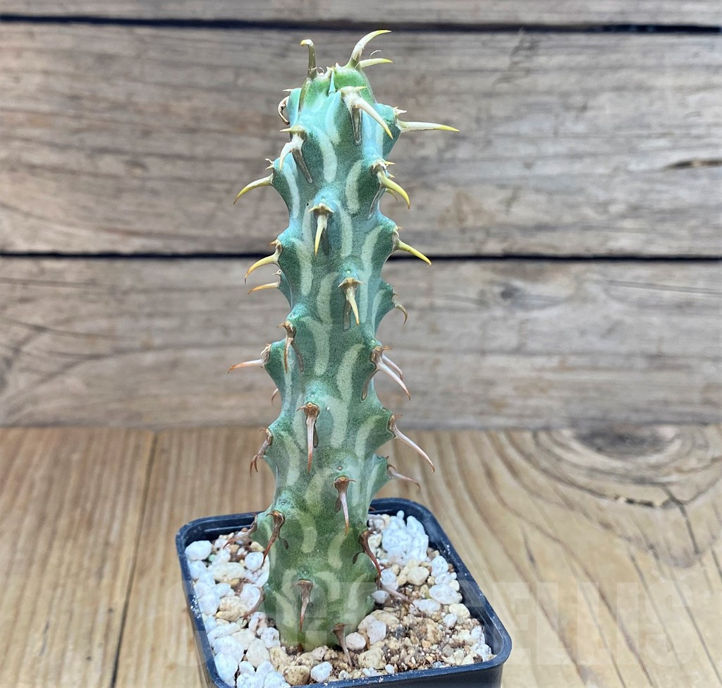 SHPR39109 Euphorbia erigavensis - Image 2