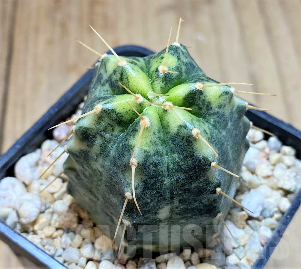 SHPR39110 Echinocereus knippelianus f. variegata