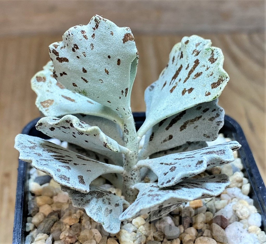 SHPR39101 Kalanchoe rhombopilosa