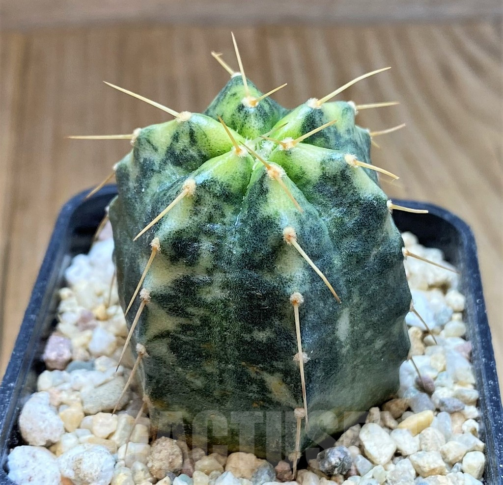 SHPR39110 Echinocereus knippelianus f. variegata - Image 2