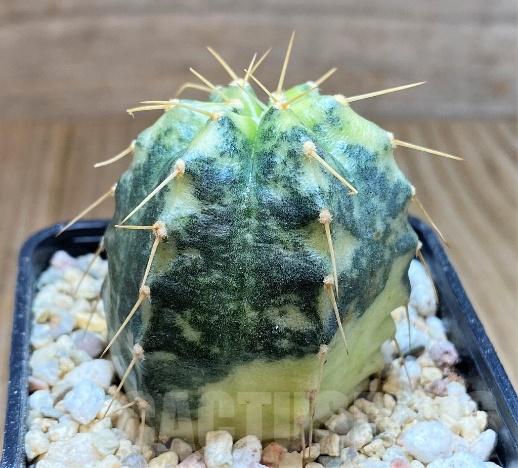 SHPR39110 Echinocereus knippelianus f. variegata - Image 3