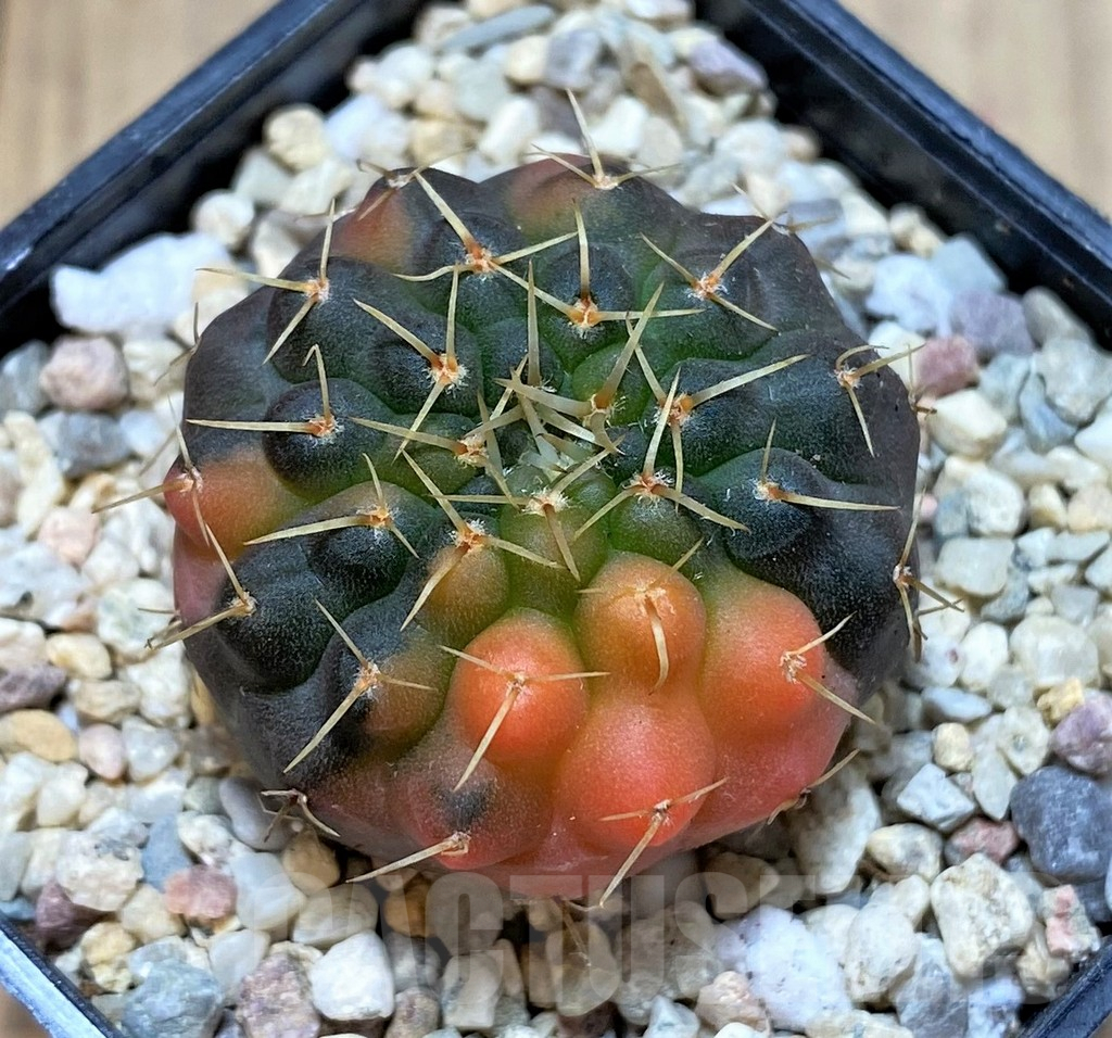 SHPR39113 Gymnocalycium stellatum f. variegata