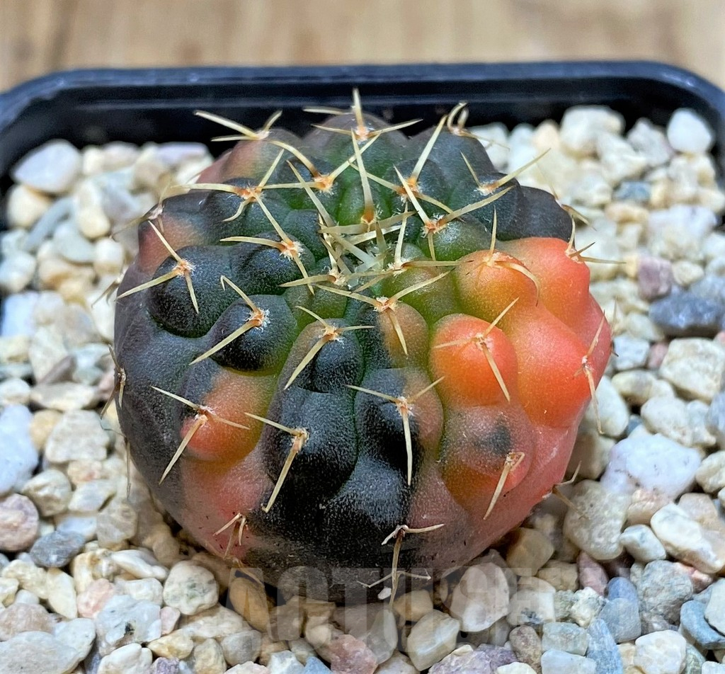 SHPR39113 Gymnocalycium stellatum f. variegata - Image 2