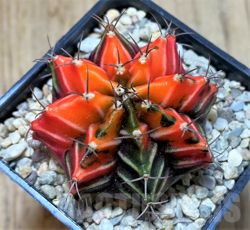 SHPR39114 Gymnocalycium mihanovichii 'Red' f. variegata, seedling
