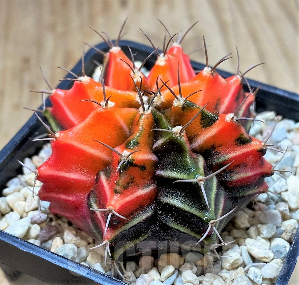 SHPR39114 Gymnocalycium mihanovichii 'Red' f. variegata, seedling - Image 2