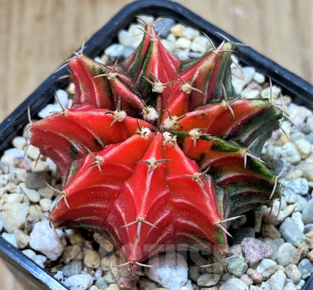 SHPR39115 Gymnocalycium mihanovichii 'Red' f. variegata, seedling
