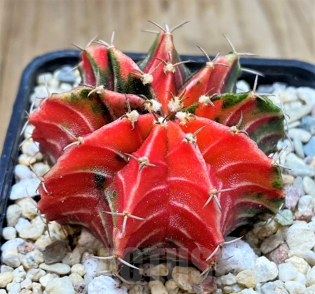 SHPR39115 Gymnocalycium mihanovichii 'Red' f. variegata, seedling - Image 3