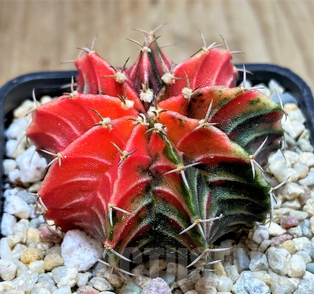 SHPR39115 Gymnocalycium mihanovichii 'Red' f. variegata, seedling - Image 2