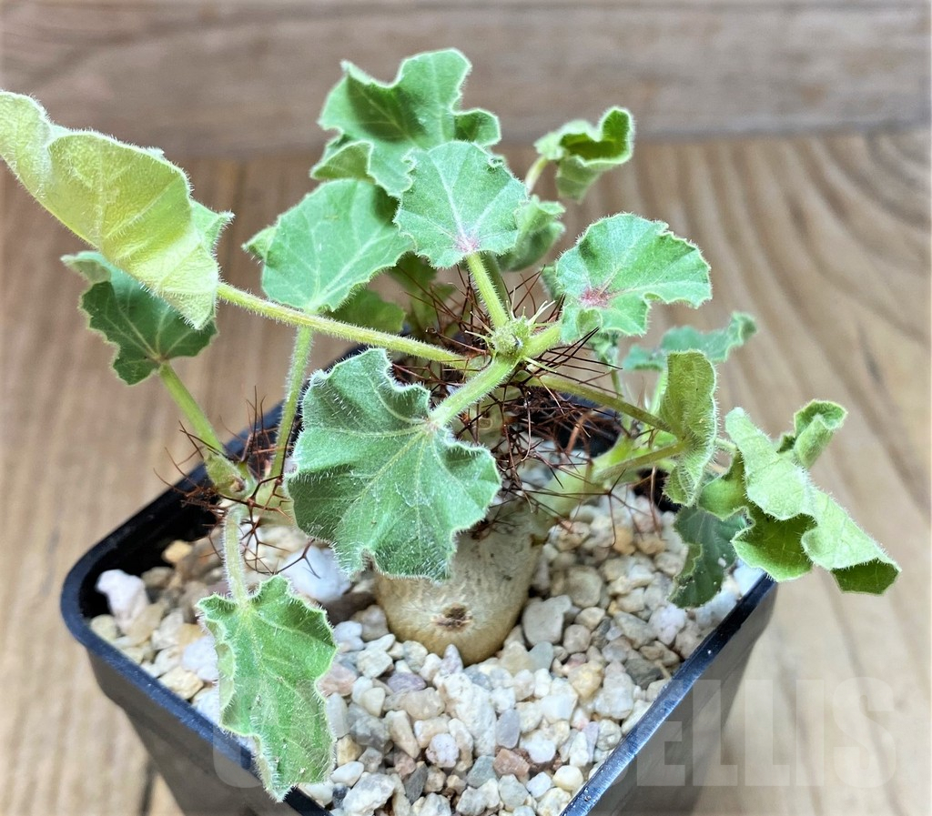 SHPR39102 Jatropha marginata - Image 2